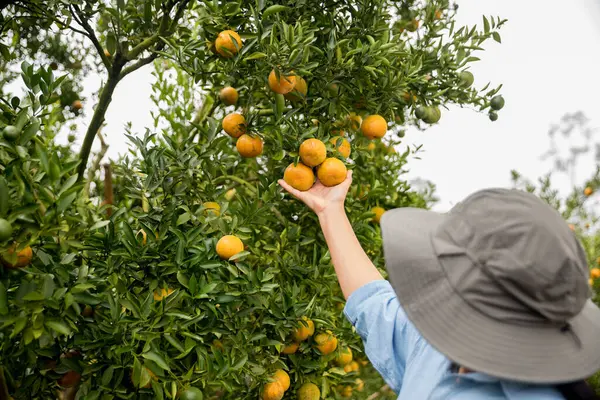 Olgun turuncu tarım kavramı çiftçi, meyve narenciyesi meyve bahçesi mandarin ağacı yetişen organik yapraklar, arka planda yeşil canlı bahçe yaprağı yaprakları, bitki örtüsü, yakın büyüme dalları.