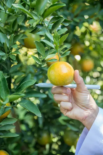 Olgun turuncu tarım kavramı çiftçi, meyve narenciyesi meyve bahçesi mandarin ağacı yetişen organik yapraklar, arka planda yeşil canlı bahçe yaprağı yaprakları, bitki örtüsü, yakın büyüme dalları.