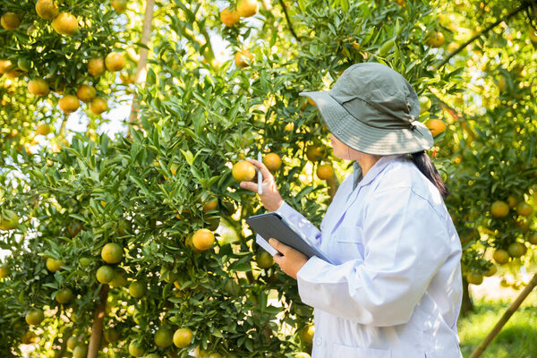 Business farm ripe orange concept farmer hand pick nature fruit citrus orchard mandarin tree growing organic lush leaves background green vibrant garden crop leaf laden branches plant close up growth