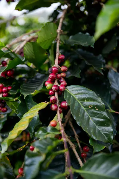 Çiftçi konsepti olgunlaşmış kahve tohumu robusta arabica üzümü. Taze yeşil yapraklı fasulye. Turuncu ekin sarı böğürtlen.