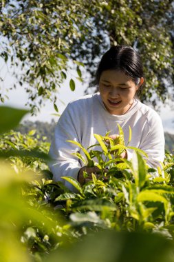 Taze yeşil çay hasadı üzerine kurulu iş konsepti organik çiftliği yeşil bahçeli sağlıklı bitki ağacı yapraklı eko bitkisel çiftçi yaprağı bulanık bitki örtüsü doğal bitkisel bitki örtüsü