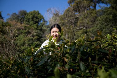 Taze yeşil çay hasadı üzerine kurulu iş konsepti organik çiftliği yeşil bahçeli sağlıklı bitki ağacı yapraklı eko bitkisel çiftçi yaprağı bulanık bitki örtüsü doğal bitkisel bitki örtüsü
