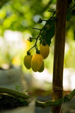Akıllı tarım teknikleri hidroponik salata teknolojisi domates kırmızısı yeşil taze sürdürülebilir tarım sağlama sağlıklı beslenme desteği yerel çiftçiler gmo olmayan