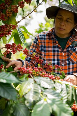 Çiftçi konsepti hasadı el hasadı kahve tohumu robusta arabica üzümü taze yeşil yaprak fasulyesi toplanıyor turuncu ekin sarısı böğürtlen toplanıyor ham bitki ağacı yetiştirme arka planı bulanık organik bahçe