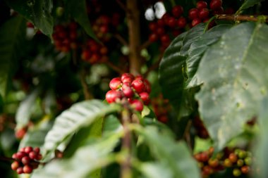 Çiftçi konsepti meyveli kahve tohumu robusta arabica üzümü. Taze yeşil yapraklı fasulye. Turuncu ekin sarı böğürtlen.
