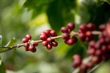 Çiftçi konsepti meyveli kahve tohumu robusta arabica üzümü. Taze yeşil yapraklı fasulye. Turuncu ekin sarı böğürtlen.