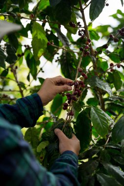 Çiftçi konsepti hasadı el hasadı kahve tohumu robusta arabica üzümü taze yeşil yaprak fasulyesi toplanıyor turuncu ekin sarısı böğürtlen toplanıyor ham bitki ağacı yetiştirme arka planı bulanık organik bahçe