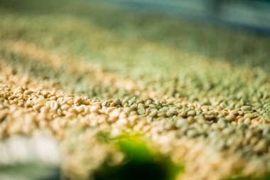 Akıllı çiftçilik teknikleri, kızartma makineleri kahve, güneş ışığı, güneş ışığı, güneş ışığı, tarım, çiftçi kavramını destekliyor.