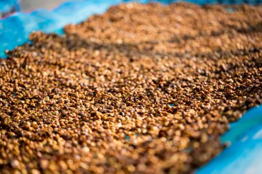 Akıllı çiftçilik teknikleri, kızartma makineleri kahve, güneş ışığı, güneş ışığı, güneş ışığı, tarım, çiftçi kavramını destekliyor.