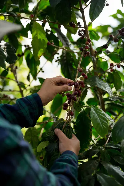 Çiftçi konsepti hasadı el hasadı kahve tohumu robusta arabica üzümü taze yeşil yaprak fasulyesi toplanıyor turuncu ekin sarısı böğürtlen toplanıyor ham bitki ağacı yetiştirme arka planı bulanık organik bahçe