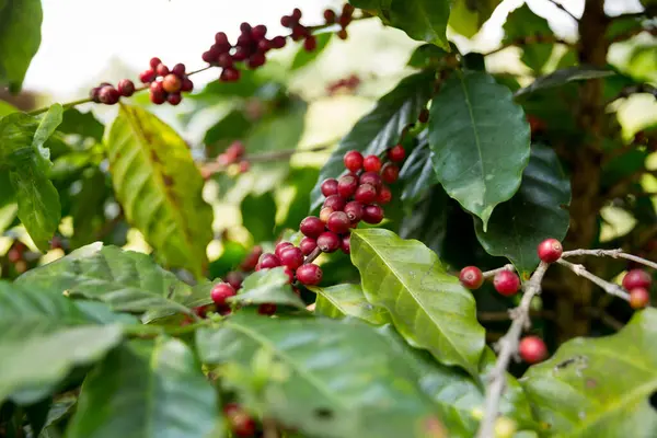 Çiftçi konsepti meyveli kahve tohumu robusta arabica üzümü. Taze yeşil yapraklı fasulye. Turuncu ekin sarı böğürtlen.