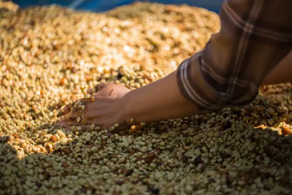 Akıllı çiftçi tekniklerini kapatın kahve makineleri kızartma aletleri kuru güneş ışınları güneş ışığı güneş ışığı taze bahçe tarımı çiftçi kavramı çiftliği arka planını bulanıklaştırıyor
