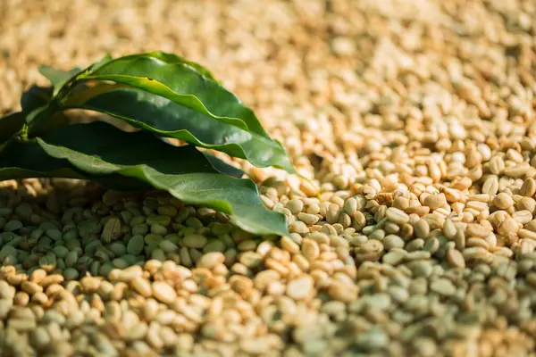 Akıllı çiftçilik teknikleri, kızartma makineleri kahve, güneş ışığı, güneş ışığı, güneş ışığı, tarım, çiftçi kavramını destekliyor.