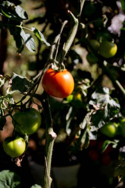Akıllı tarım teknikleri hidroponik salata teknolojisi domates kırmızısı yeşil taze sürdürülebilir tarım sağlama sağlıklı beslenme desteği yerel çiftçiler gmo olmayan