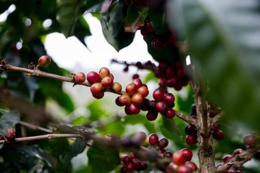 Çiftçi konsepti olgunlaşmış kahve tohumu robusta arabica üzümü. Taze yeşil yapraklı fasulye. Turuncu ekin sarı böğürtlen.