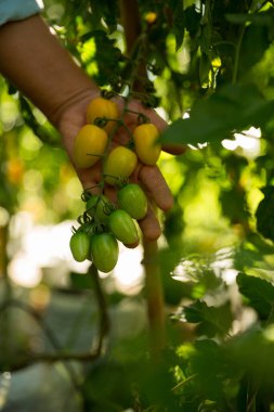 Akıllı tarım teknikleri hidroponik salata sebze iş teknolojisi Taze sürdürülebilir çiftçi el yapımı çiftçi el yapımı Gmo olmayan domates kırmızı yeşil tarım yaşam desteğini teşvik eder