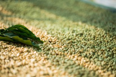 Akıllı çiftçilik teknikleri, kızartma makineleri kahve, güneş ışığı, güneş ışığı, güneş ışığı, tarım, çiftçi kavramını destekliyor.