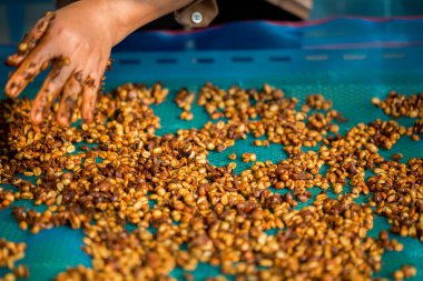 Akıllı çiftçi tekniklerini kapatın kahve makineleri kızartma aletleri kuru güneş ışınları güneş ışığı güneş ışığı taze bahçe tarımı çiftçi kavramı çiftliği arka planını bulanıklaştırıyor