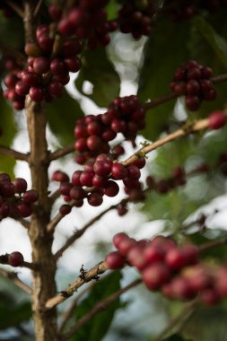 Çiftçi konsepti meyveli kahve tohumu robusta arabica üzümü. Taze yeşil yapraklı fasulye. Turuncu ekin sarı böğürtlen.