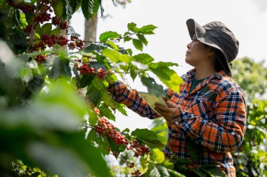 Çiftçi konsepti hasadı el hasadı kahve tohumu robusta arabica üzümü taze yeşil yaprak fasulyesi toplanıyor turuncu ekin sarısı böğürtlen toplanıyor ham bitki ağacı yetiştirme arka planı bulanık organik bahçe