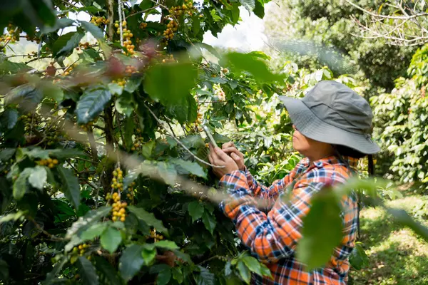Çiftçi konsepti hasadı el hasadı kahve tohumu robusta arabica üzümü taze yeşil yaprak fasulyesi toplanıyor turuncu ekin sarısı böğürtlen toplanıyor ham bitki ağacı yetiştirme arka planı bulanık organik bahçe