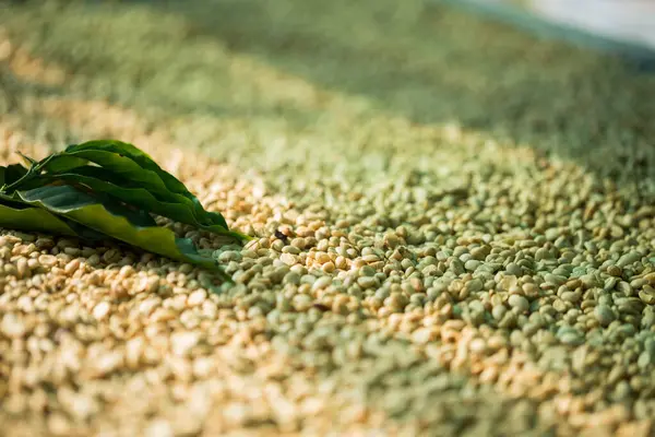 Akıllı çiftçilik teknikleri, kızartma makineleri kahve, güneş ışığı, güneş ışığı, güneş ışığı, tarım, çiftçi kavramını destekliyor.