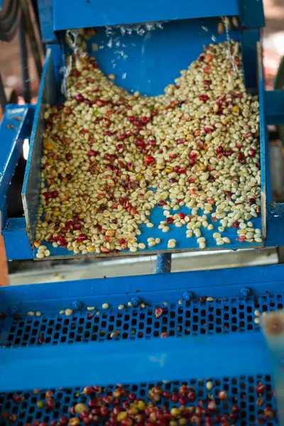 Akıllı çiftçilik teknikleri, kızartma makineleri kahve, güneş ışığı, güneş ışığı, güneş ışığı, tarım, çiftçi kavramını destekliyor.