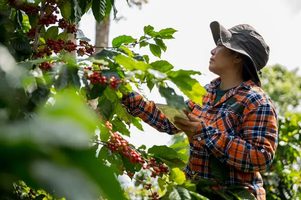Çiftçi konsepti hasadı el hasadı kahve tohumu robusta arabica üzümü taze yeşil yaprak fasulyesi toplanıyor turuncu ekin sarısı böğürtlen toplanıyor ham bitki ağacı yetiştirme arka planı bulanık organik bahçe