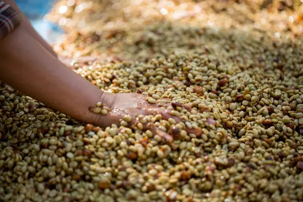 Akıllı çiftçi tekniklerini kapatın kahve makineleri kızartma aletleri kuru güneş ışınları güneş ışığı güneş ışığı taze bahçe tarımı çiftçi kavramı çiftliği arka planını bulanıklaştırıyor