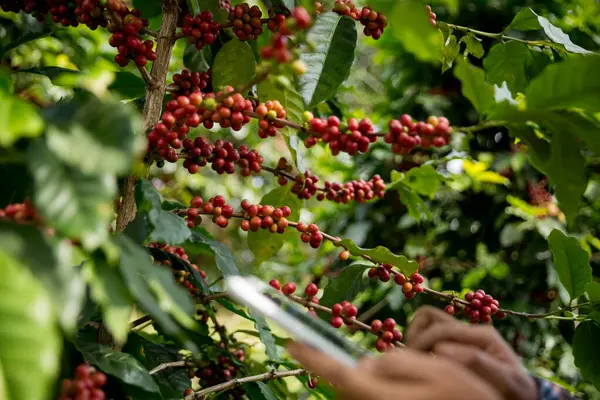 Çiftçi konsepti hasadı el hasadı kahve tohumu robusta arabica üzümü taze yeşil yaprak fasulyesi toplanıyor turuncu ekin sarısı böğürtlen toplanıyor ham bitki ağacı yetiştirme arka planı bulanık organik bahçe