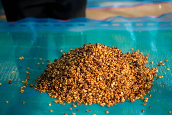 Akıllı çiftçilik teknikleri, kızartma makineleri kahve, güneş ışığı, güneş ışığı, güneş ışığı, tarım, çiftçi kavramını destekliyor.