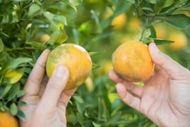 Olgun turuncu tarım kavramı çiftçi, meyve narenciyesi meyve bahçesi mandarin ağacı yetişen organik yapraklar, arka planda yeşil canlı bahçe yaprağı yaprakları, bitki örtüsü, yakın büyüme dalları.