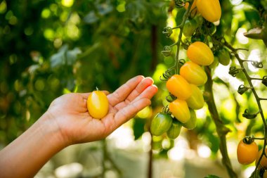 Akıllı tarım teknikleri hidroponik salata sebze iş teknolojisi Taze sürdürülebilir çiftçi el yapımı çiftçi el yapımı Gmo olmayan domates kırmızı yeşil tarım yaşam desteğini teşvik eder