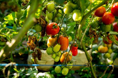 Akıllı tarım teknikleri hidroponik salata teknolojisi domates kırmızısı yeşil taze sürdürülebilir tarım sağlama sağlıklı beslenme desteği yerel çiftçiler gmo olmayan