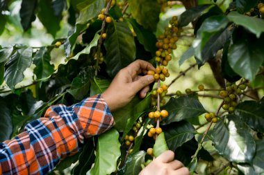 Çiftçi konsepti hasadı el hasadı kahve tohumu robusta arabica üzümü taze yeşil yaprak fasulyesi toplanıyor turuncu ekin sarısı böğürtlen toplanıyor ham bitki ağacı yetiştirme arka planı bulanık organik bahçe