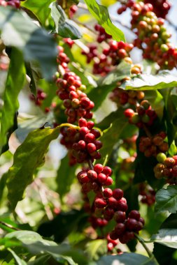Çiftçi konsepti meyveli kahve tohumu robusta arabica üzümü. Taze yeşil yapraklı fasulye. Turuncu ekin sarı böğürtlen.