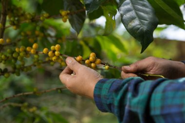 Çiftçi konsepti hasadı el hasadı kahve tohumu robusta arabica üzümü taze yeşil yaprak fasulyesi toplanıyor turuncu ekin sarısı böğürtlen toplanıyor ham bitki ağacı yetiştirme arka planı bulanık organik bahçe