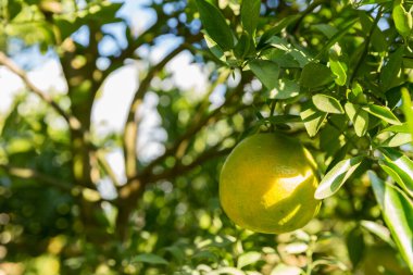 İş dünyasının doğası narenciye bahçesinin etrafında dönüyor. Portakal ağacı büyüyor, canlı, organik yapraklar sersemletici bir zemin oluşturuyor, dallarla dolu gelişen yeşil bir bahçe.