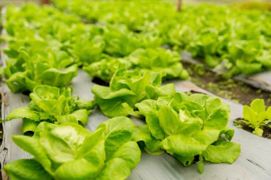 Akıllı tarım teknikleri hidroponik salata sebze kırmızı meşe yeşili marul taze sürdürülebilir üretim sürdürülebilir tarım sürdürülebilir yerel halkın sağlıklı beslenme desteğini teşvik eder..