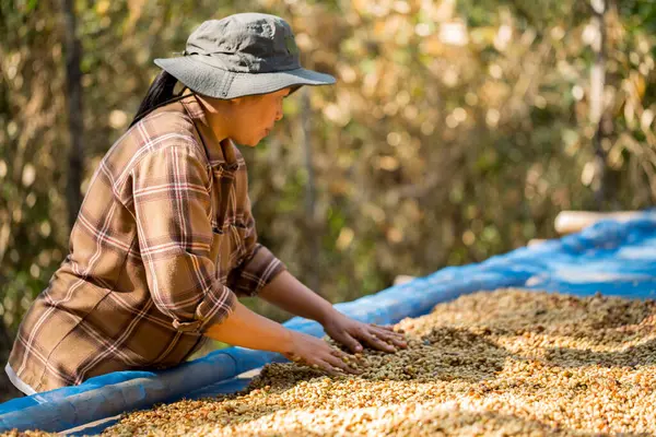 Akıllı çiftçi tekniklerini kapatın kahve makineleri kızartma aletleri kuru güneş ışınları güneş ışığı güneş ışığı taze bahçe tarımı çiftçi kavramı çiftliği arka planını bulanıklaştırıyor