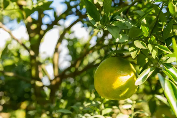 İş dünyasının doğası narenciye bahçesinin etrafında dönüyor. Portakal ağacı büyüyor, canlı, organik yapraklar sersemletici bir zemin oluşturuyor, dallarla dolu gelişen yeşil bir bahçe.