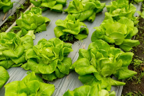 Akıllı tarım teknikleri hidroponik salata sebze kırmızı meşe yeşili marul taze sürdürülebilir üretim sürdürülebilir tarım sürdürülebilir yerel halkın sağlıklı beslenme desteğini teşvik eder..