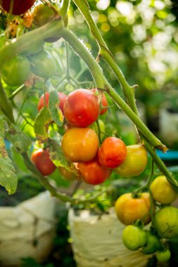 Akıllı tarım teknikleri hidroponik salata teknolojisi domates kırmızısı yeşil taze sürdürülebilir tarım sağlama sağlıklı beslenme desteği yerel çiftçiler gmo olmayan