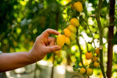 Akıllı tarım teknikleri hidroponik salata sebze iş teknolojisi Taze sürdürülebilir çiftçi el yapımı çiftçi el yapımı Gmo olmayan domates kırmızı yeşil tarım yaşam desteğini teşvik eder