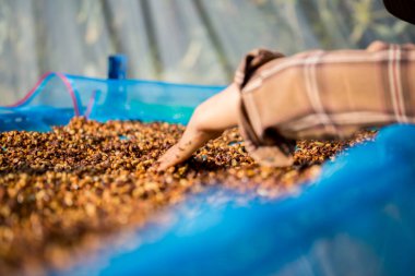 Akıllı çiftçi tekniklerini kapatın kahve makineleri kızartma aletleri kuru güneş ışınları güneş ışığı güneş ışığı taze bahçe tarımı çiftçi kavramı çiftliği arka planını bulanıklaştırıyor