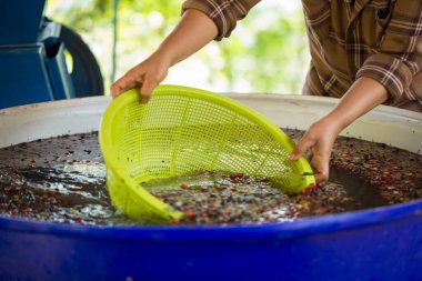 Akıllı çiftçi tekniklerini kapatın kahve makineleri kızartma aletleri kuru güneş ışınları güneş ışığı güneş ışığı taze bahçe tarımı çiftçi kavramı çiftliği arka planını bulanıklaştırıyor