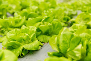 Akıllı tarım teknikleri hidroponik salata sebze kırmızı meşe yeşili marul taze sürdürülebilir üretim sürdürülebilir tarım sürdürülebilir yerel halkın sağlıklı beslenme desteğini teşvik eder..