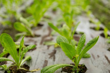 Akıllı tarım teknikleri hidroponik salata sebze kırmızı meşe yeşili marul taze sürdürülebilir üretim sürdürülebilir tarım sürdürülebilir yerel halkın sağlıklı beslenme desteğini teşvik eder..