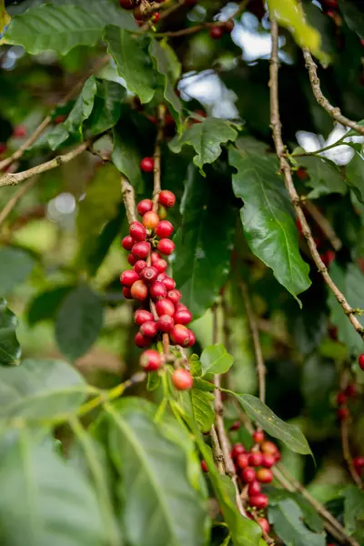 Çiftçi konsepti meyveli kahve tohumu robusta arabica üzümü. Taze yeşil yapraklı fasulye. Turuncu ekin sarı böğürtlen.