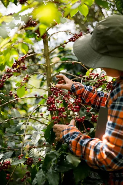 Çiftçi konsepti hasadı el hasadı kahve tohumu robusta arabica üzümü taze yeşil yaprak fasulyesi toplanıyor turuncu ekin sarısı böğürtlen toplanıyor ham bitki ağacı yetiştirme arka planı bulanık organik bahçe